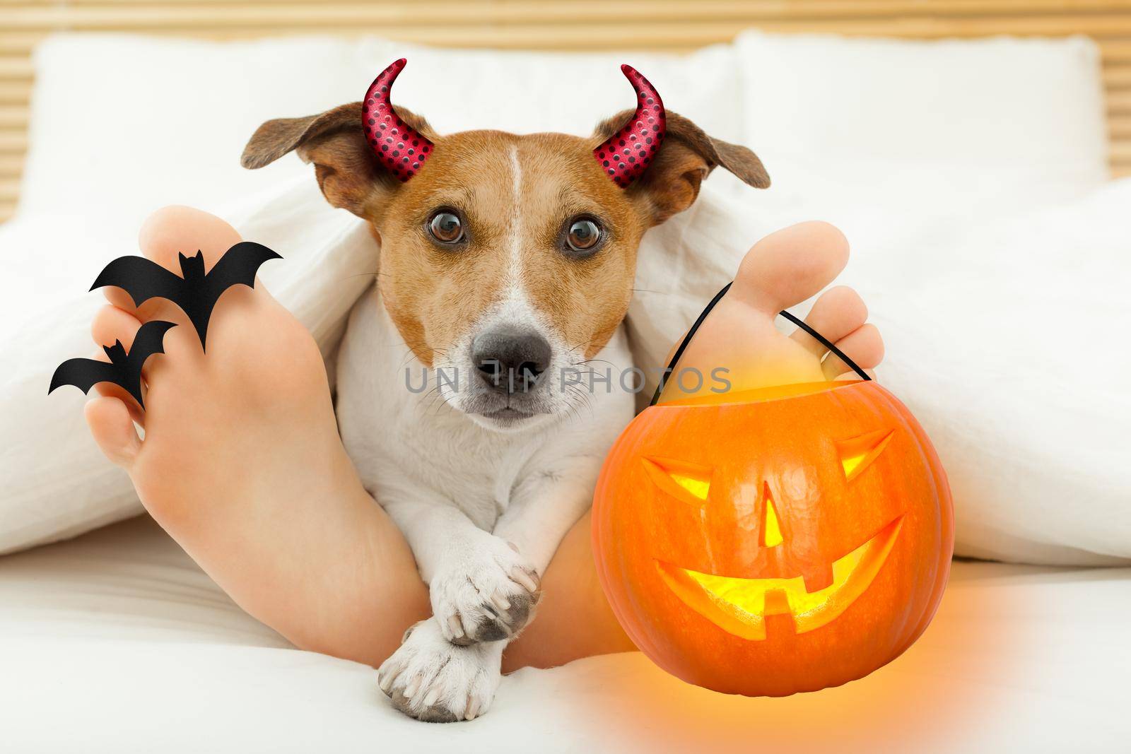 jack russell terrier dog  looking at you  under blanket in bedroom with owner   for halloween with devil horns and pumpkin lantern light