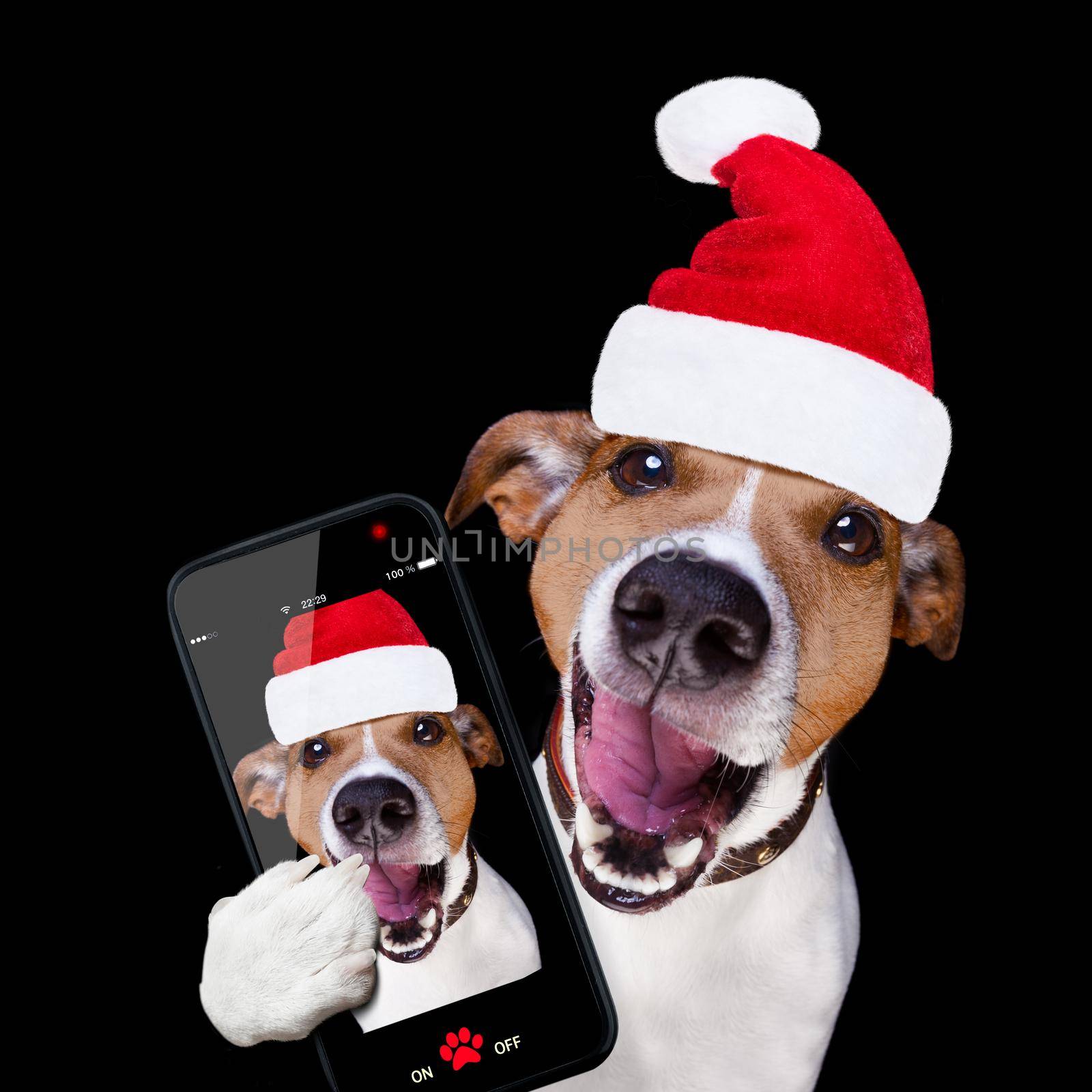 jack russell terrier dog isolated on black background looking at you  with open smacking mouth with santa hat for christmas holidays taking   selfie with smartphone