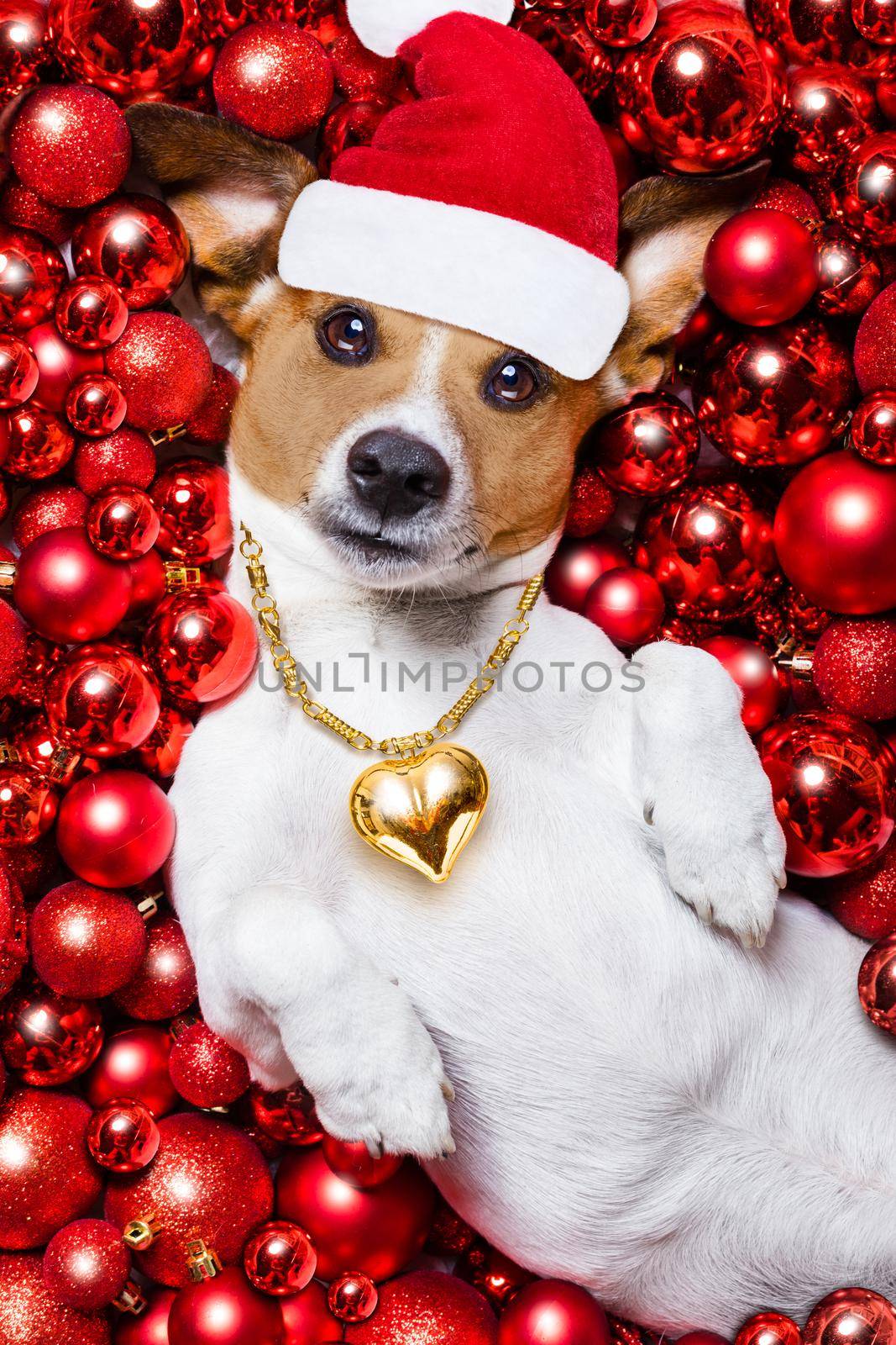 christmas santa claus dog and xmas balls as background by Brosch