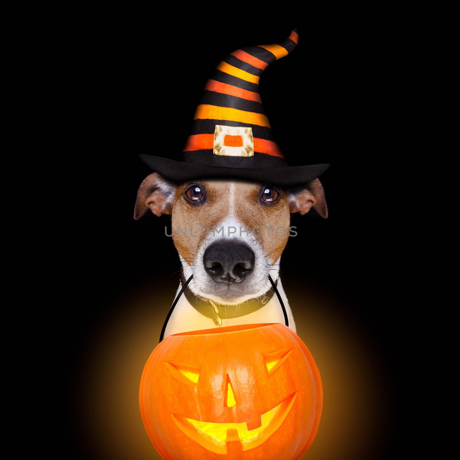 jack russell terrier dog isolated on black background looking at you  with open smacking mouth holding a pumpkin lantern light for halloween