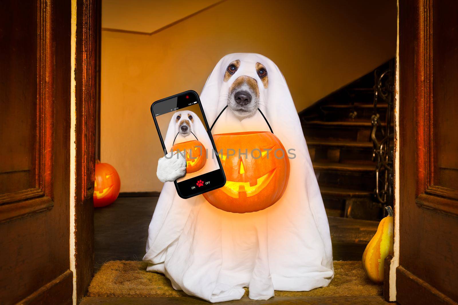 halloween  ghost  dog trick or treat by Brosch