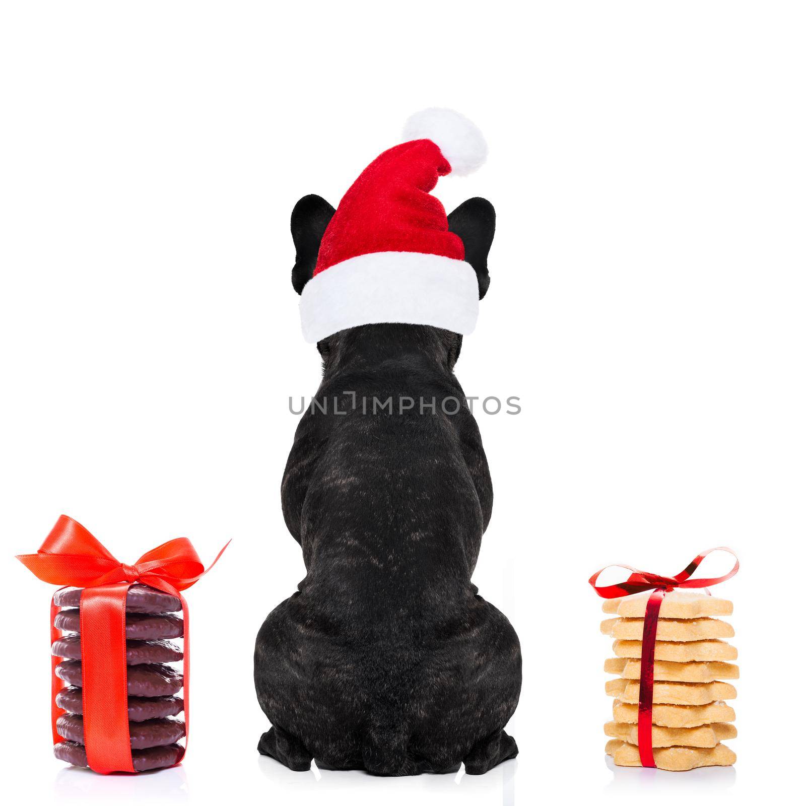 french bulldog dog with red  christmas santa claus hat  for xmas holidays from behind and back torso with  cookies and biscuits