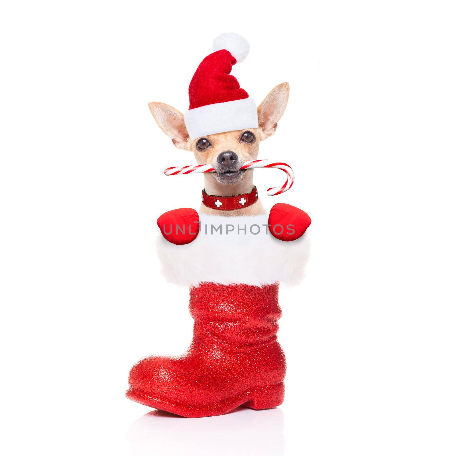 christmas santa dog by Brosch