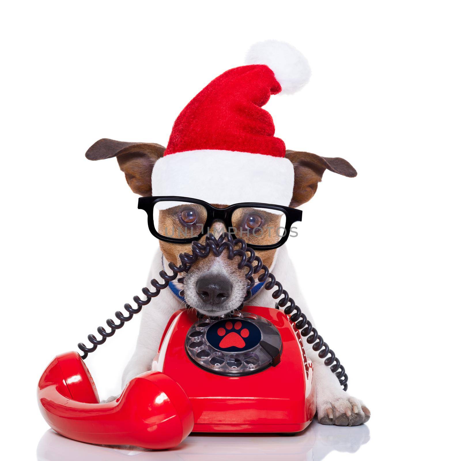 jack russell dog with red  christmas santa claus hat  for xmas holidays calling on the phone or telephone