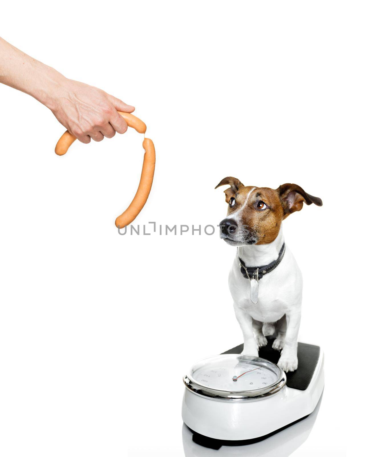 owner punishing dog with sausage for overweight, and to loose weight , standing on a scale, isolated on white background