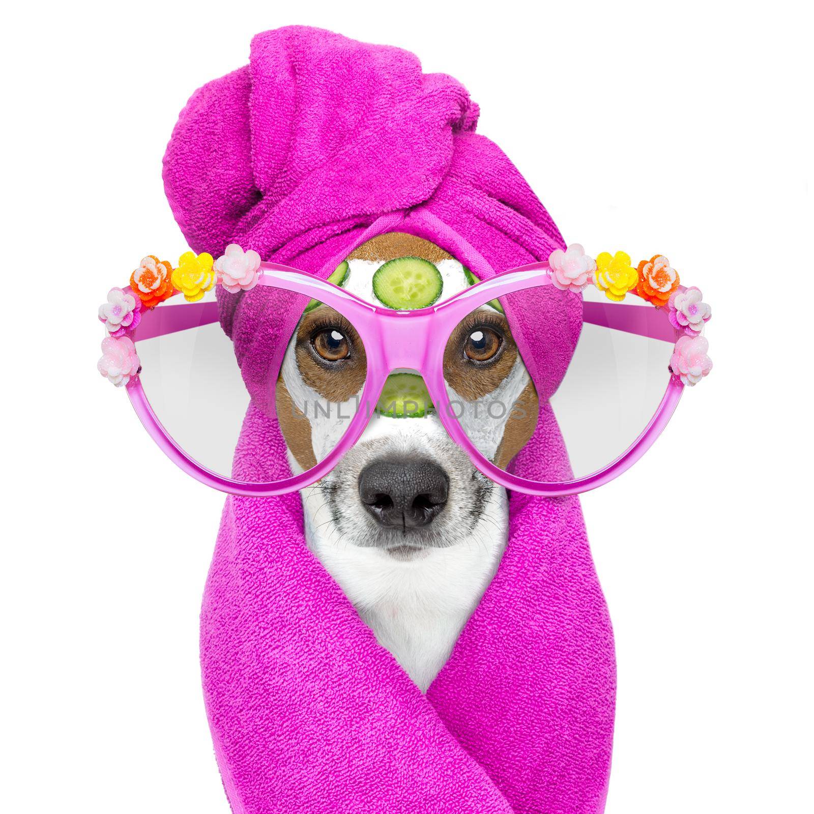 dog with a beauty mask wellness spa by Brosch