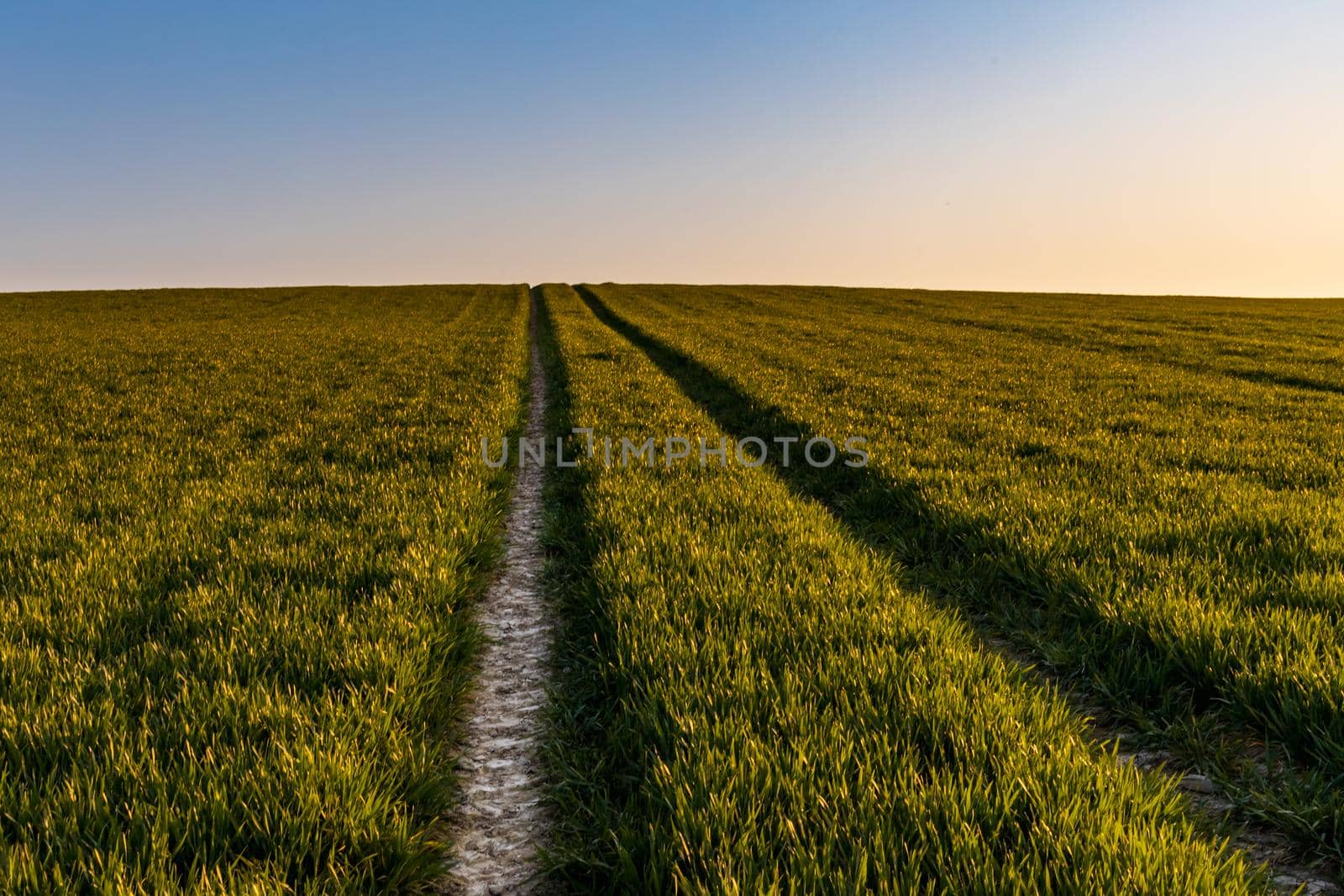 Beautiful sunrise at morning over huge green fields