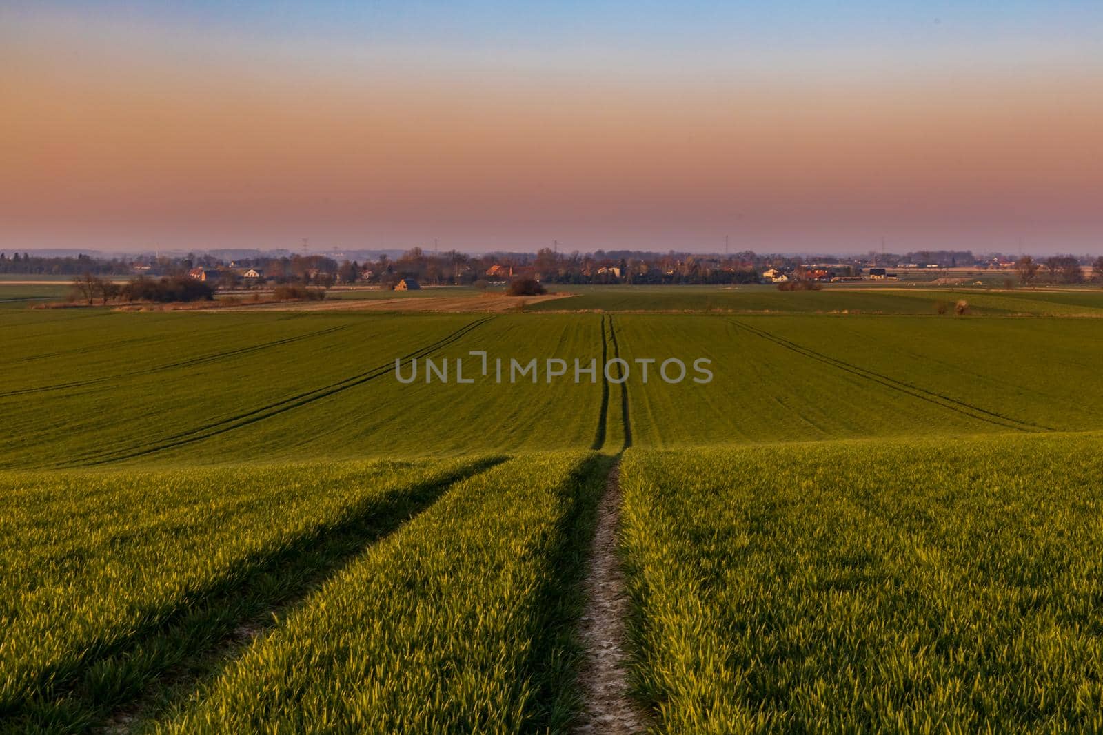 Beautiful sunrise at morning over huge green fields by Wierzchu