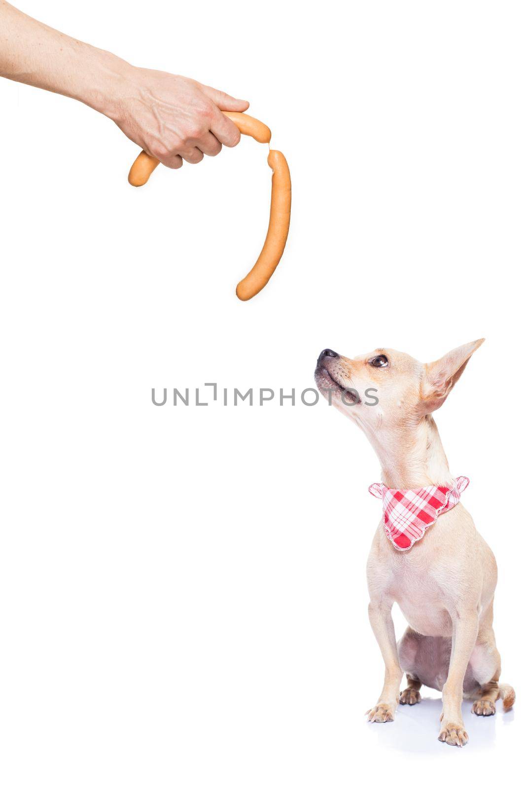 hungry chihuahua dog thinking and hoping for a treat or sausage by owner with hand,  isolated on white background