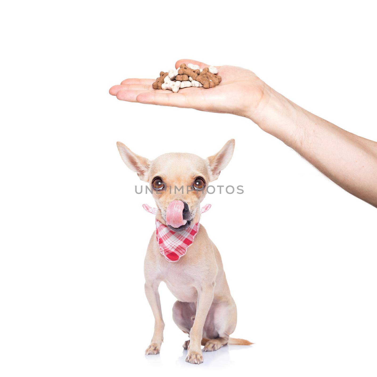 hungry chihuahua dog thinking and hoping for a treat by owner with hand,  isolated on white background