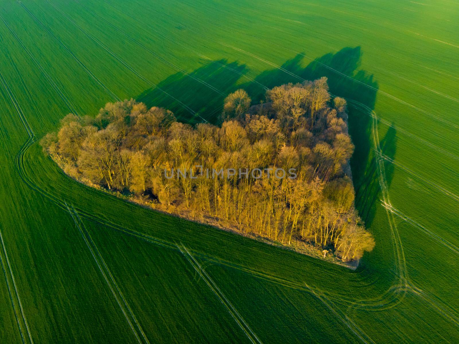 Aerial drone view to copse of love in heart shape at sunrise by Wierzchu