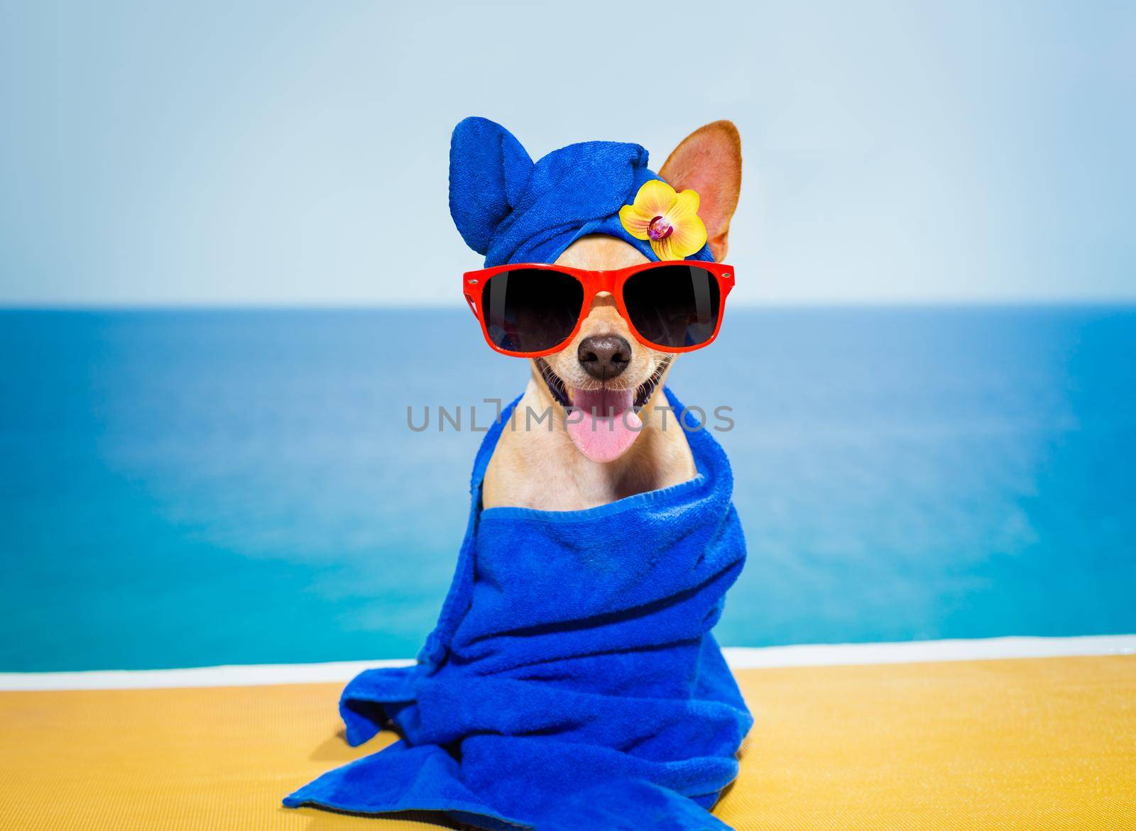 chihuahua dog relaxing  with blue towel in  spa wellness center at the beach