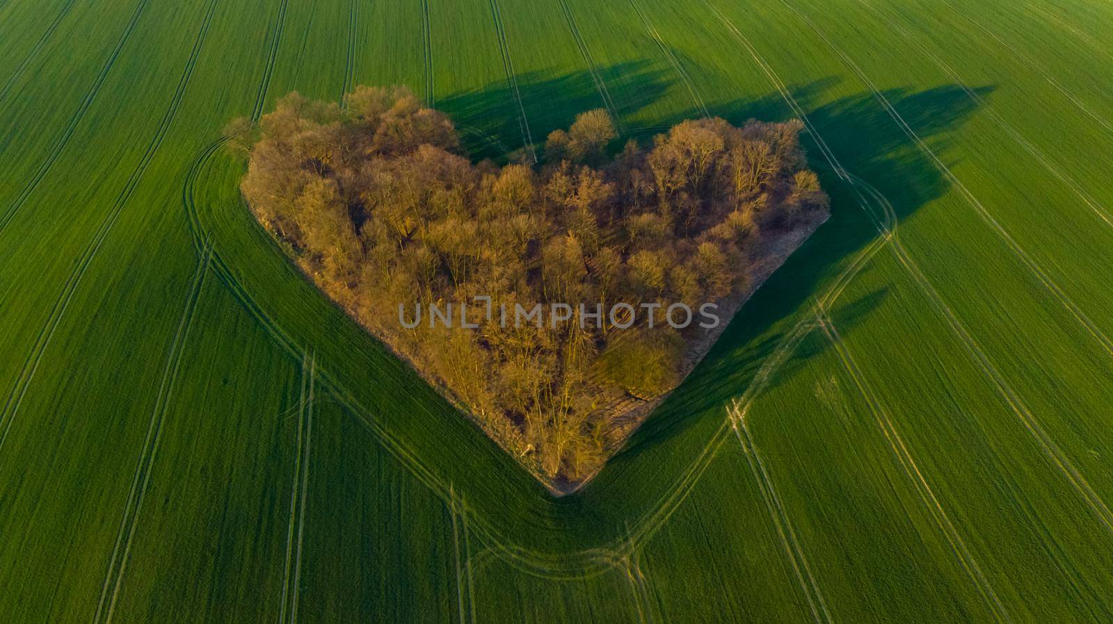 Aerial drone view to copse of love in heart shape at sunrise