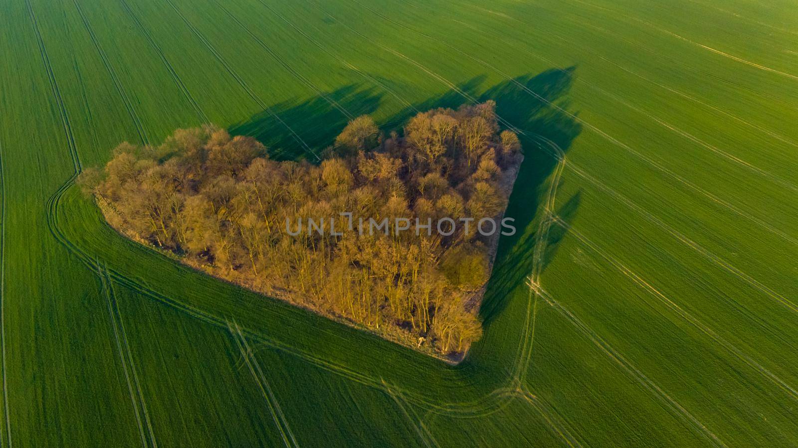 Aerial drone view to copse of love in heart shape at sunrise