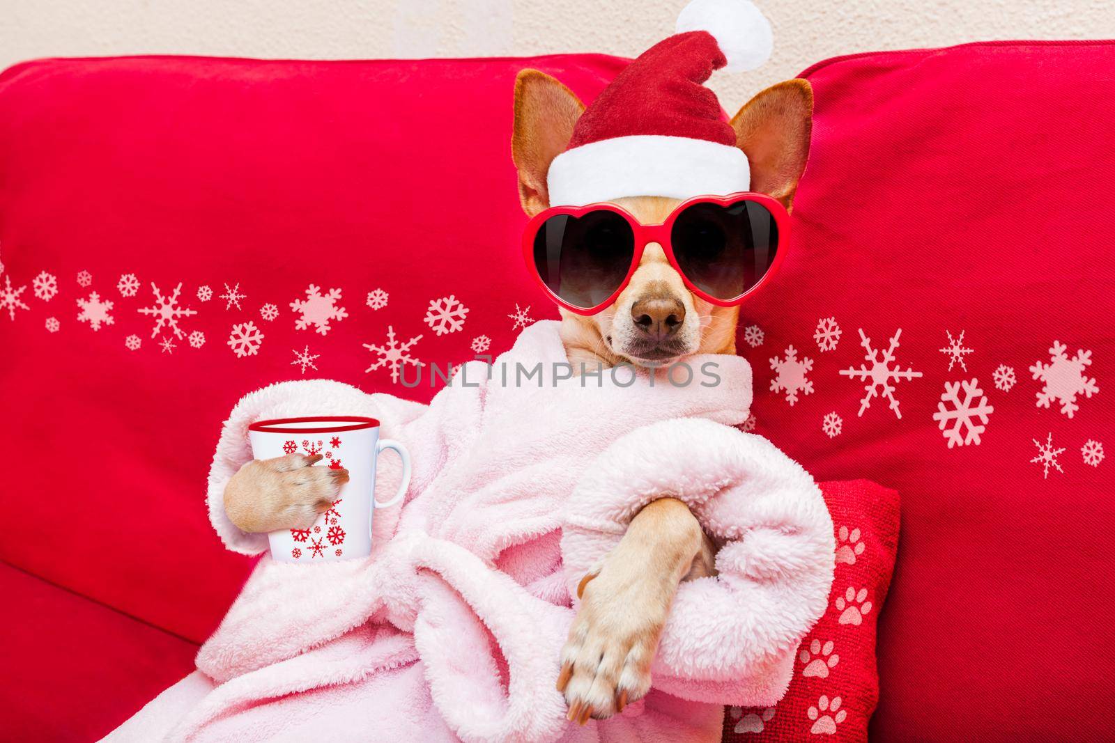 dog spa wellness christmas holidays by Brosch