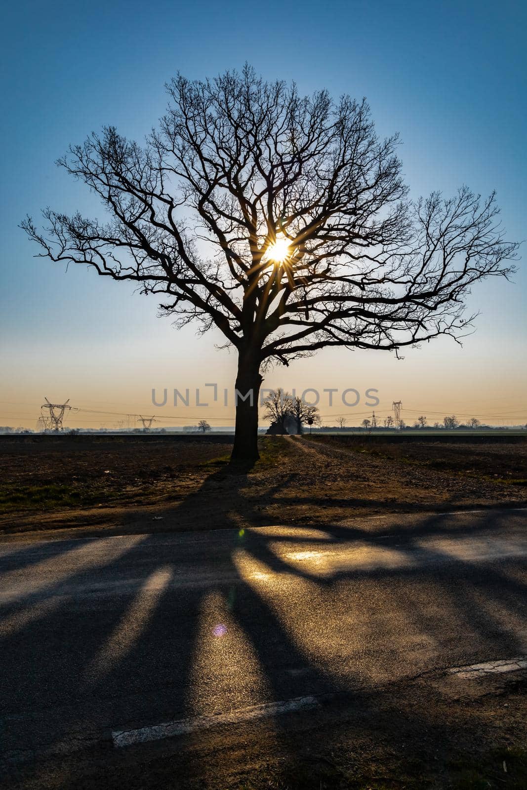 High tree full of small branches with shining sun behind near street full of shadows  by Wierzchu