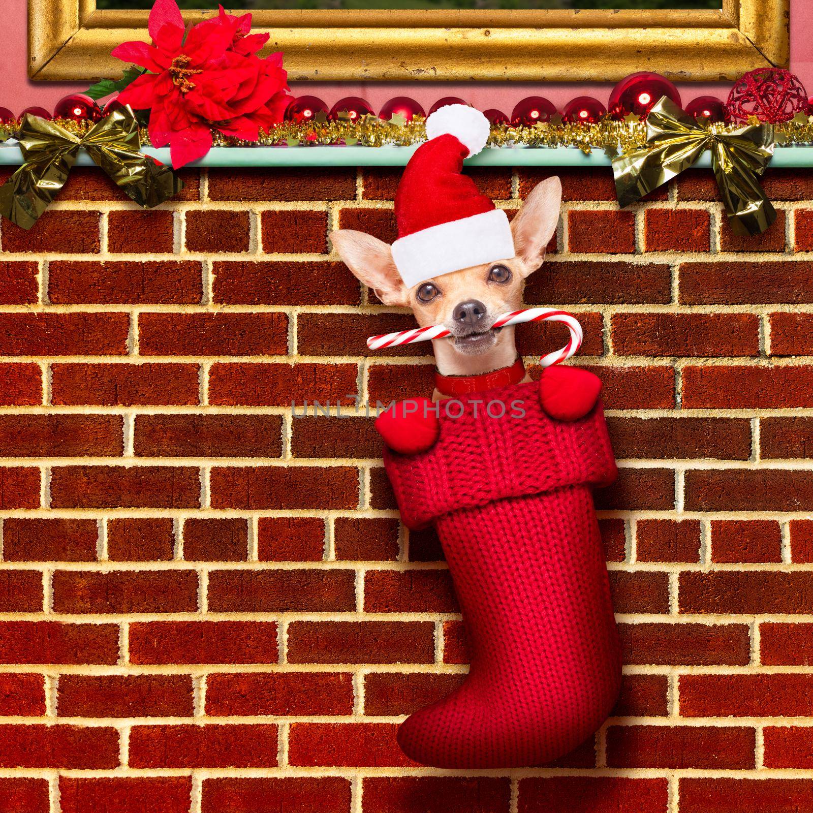 chihuahua dog  inside xmas stockings or socks, for christmas holidays hanging at the wall of chimney