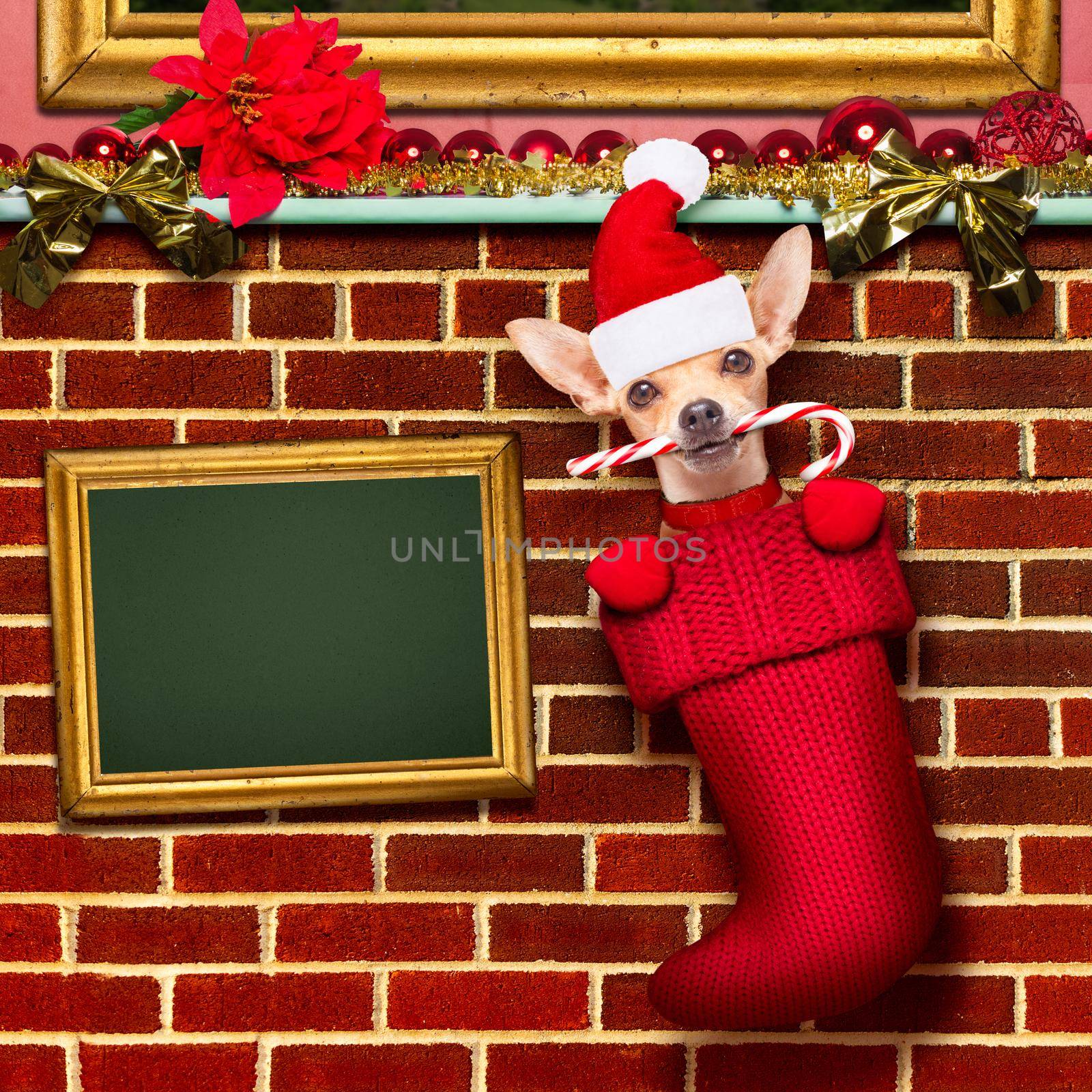 chihuahua dog  inside xmas stockings or socks, for christmas holidays hanging at the wall of chimney , placard or blackboard banner  to the side