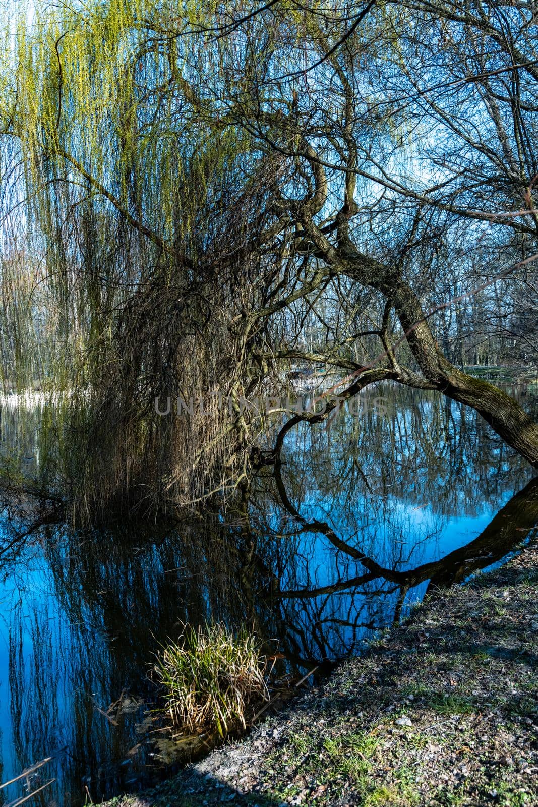 Crooked tree reflecting in pond at Sunny morning in park by Wierzchu