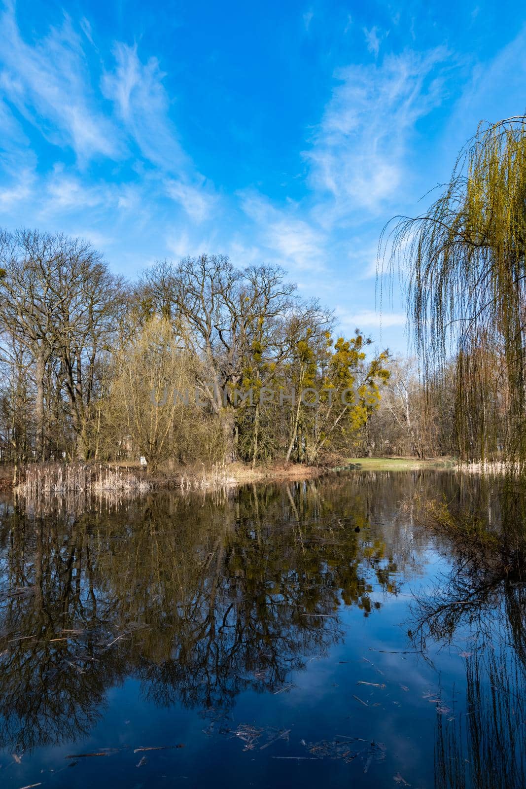 Sunny morning in park with small pond in it