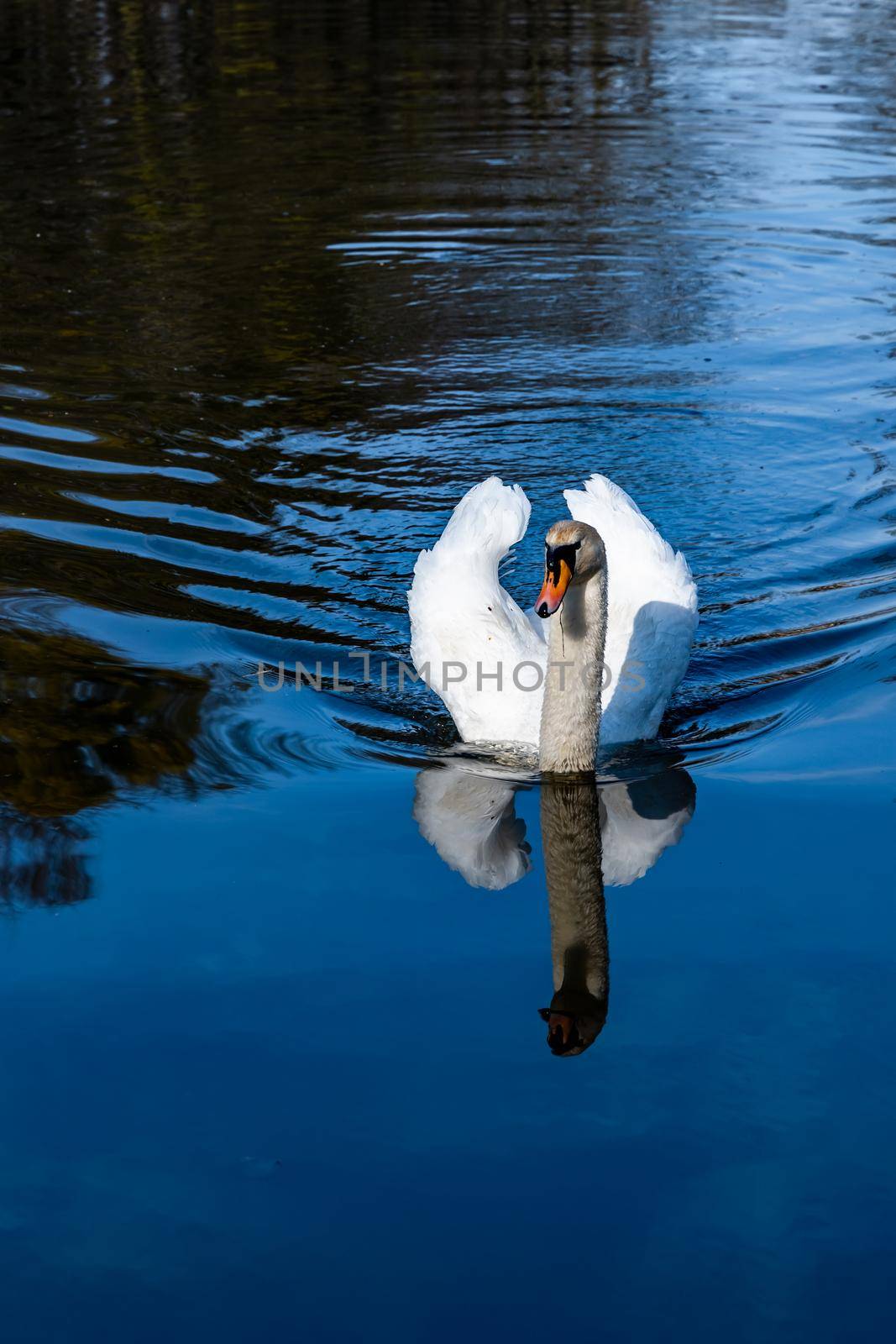 Big old white swan swimming on small pond in park