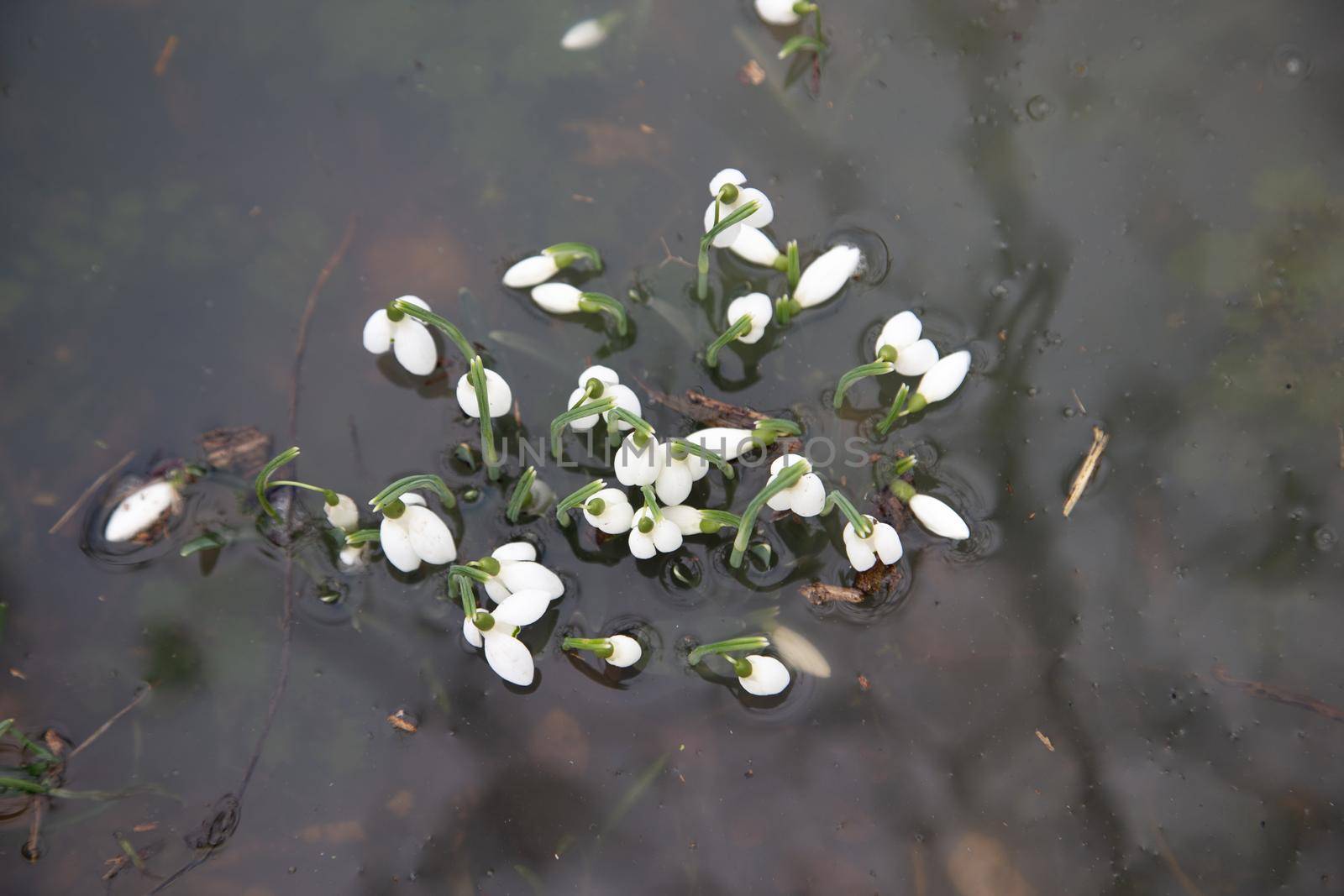 Snowdrops spring flowers in muddy flood waters, UK England, Suffolk 2021. Climate change, extreme weather, global warming. Global floods risk under climate change.