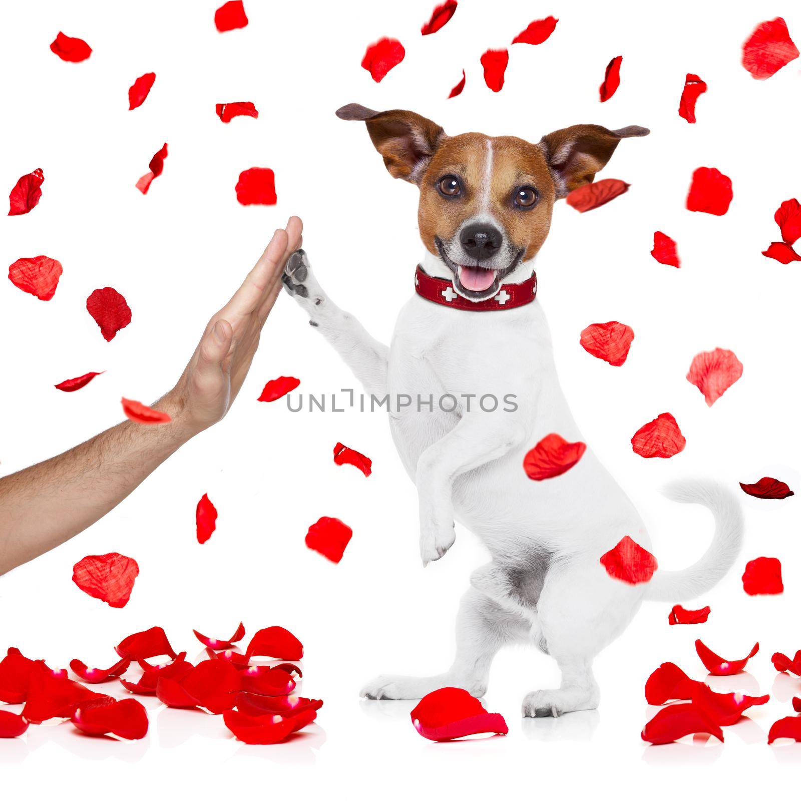 jack russell dog crazy and silly in love   on valentines day , isolated on white background , high five paw with owner hand
