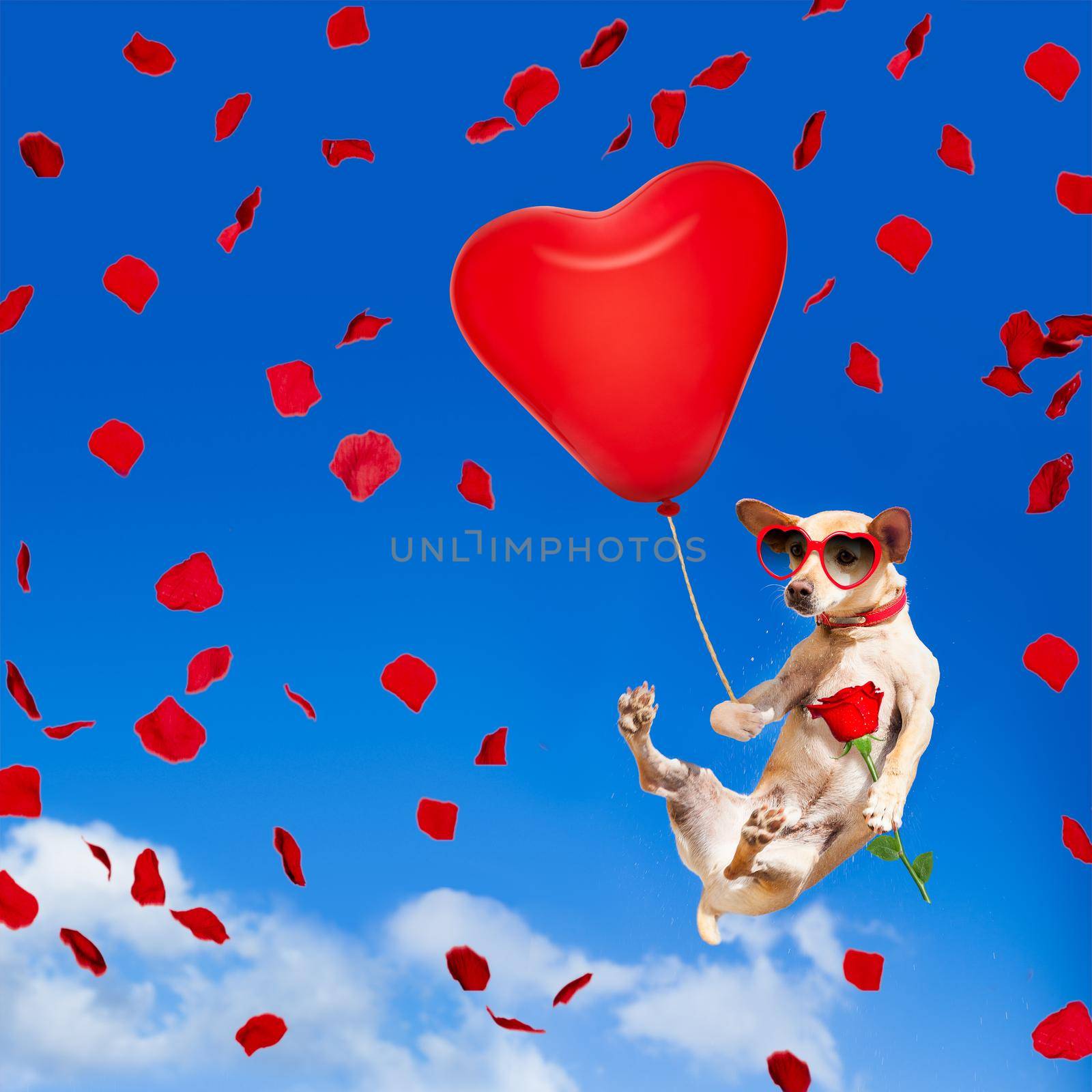 chihuahua dog in love  hanging on balloon, flying and gliding in the sky in the air, while being cool with valentines day rose and balloon wearing red funny heart sunglasses