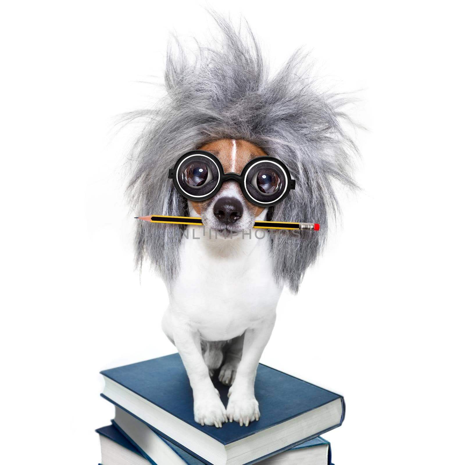 smart and intelligent jack russell dog with nerd glasses  wearing a grey hair wig on a book stack with pen or pencil in mouth  , isolated on white background
