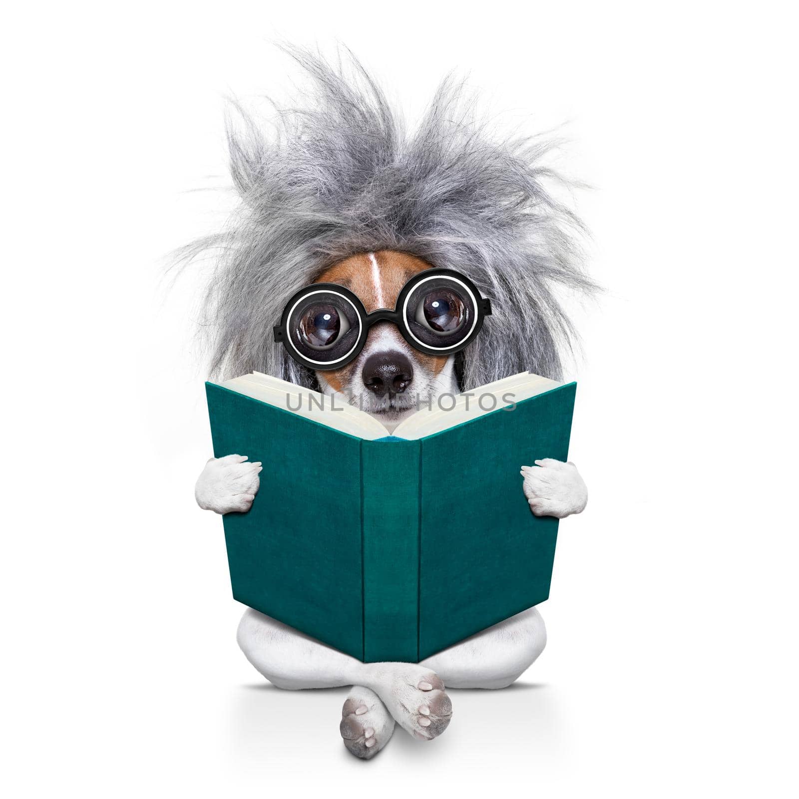 smart and intelligent jack russell dog with nerd glasses  wearing a grey hair wig reading  a book  , isolated on white background