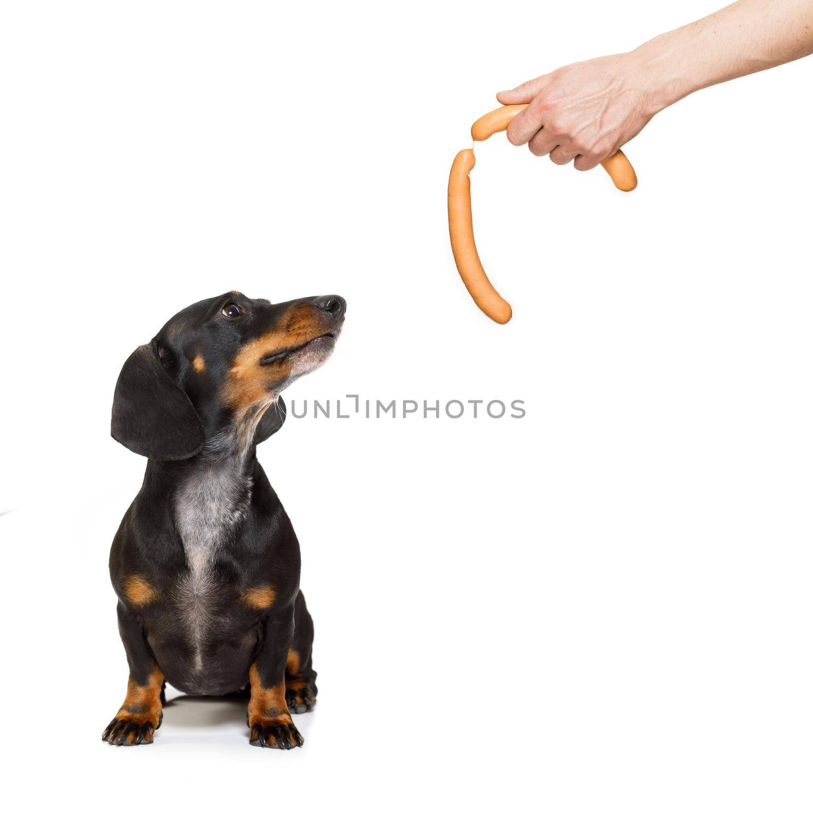 hungry dachshund sausage dog , for a treat wiener  by his owner , isolated on white background for a meal or food