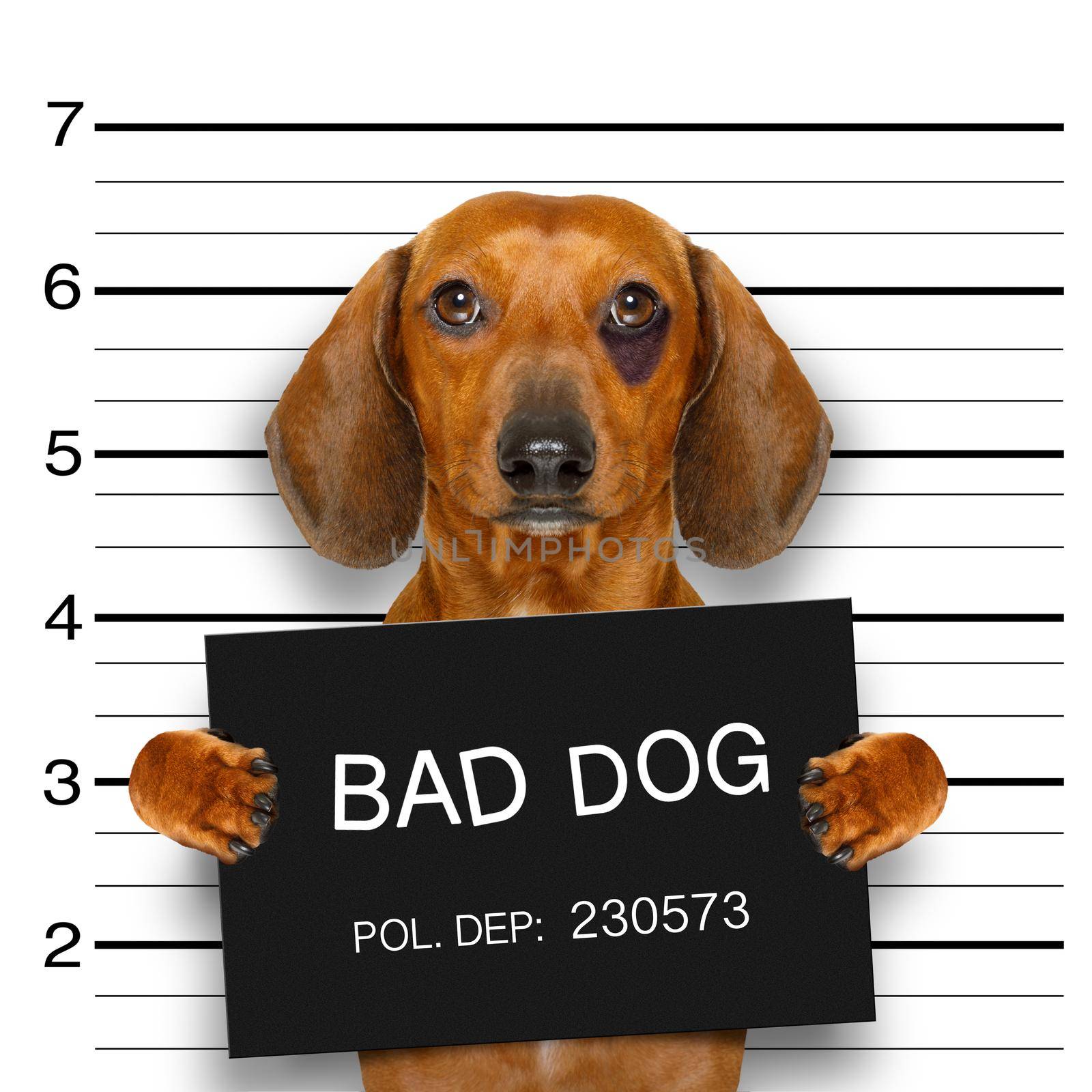 dachshund sausage dog holding a police department banner , as a mugshot photo, at police office