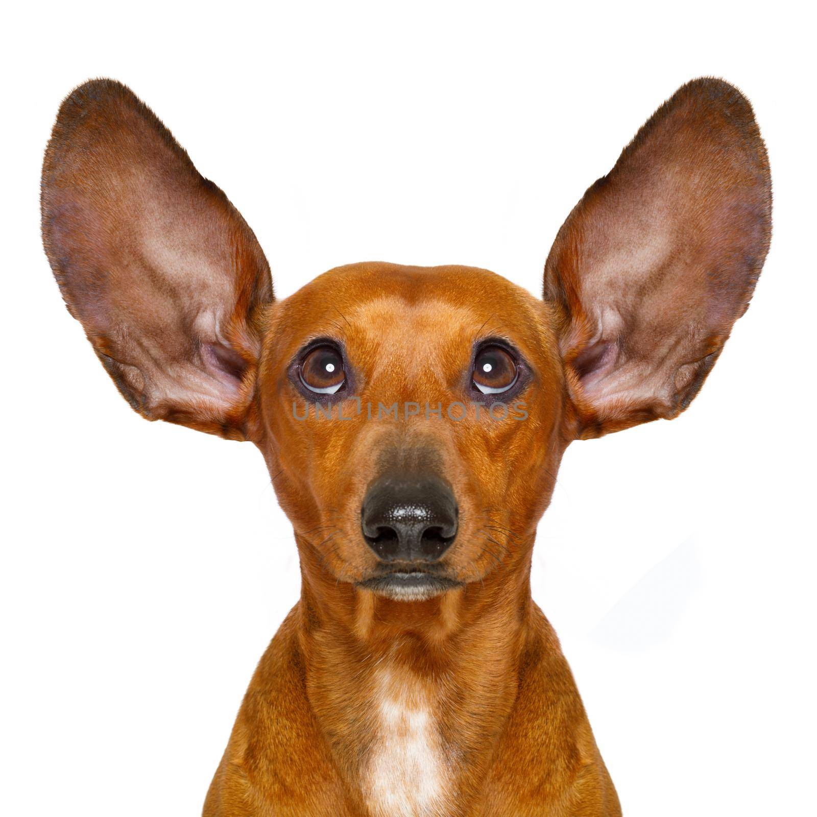 dachshund or  sausage dog listening with both  ears very carefully , isolated on white background