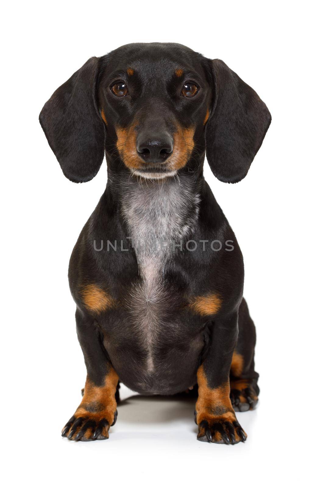 sitting and obedient dachshund or sausage dog looking to owner , isolated on white background