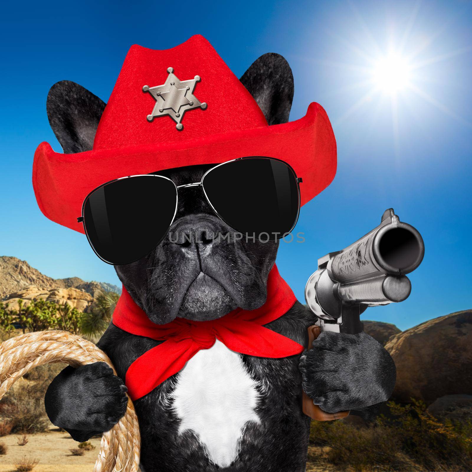 western cowboy sheriff   french bulldog dog with rope , red scarf and pistol outside in the desert, wearing red american hat
