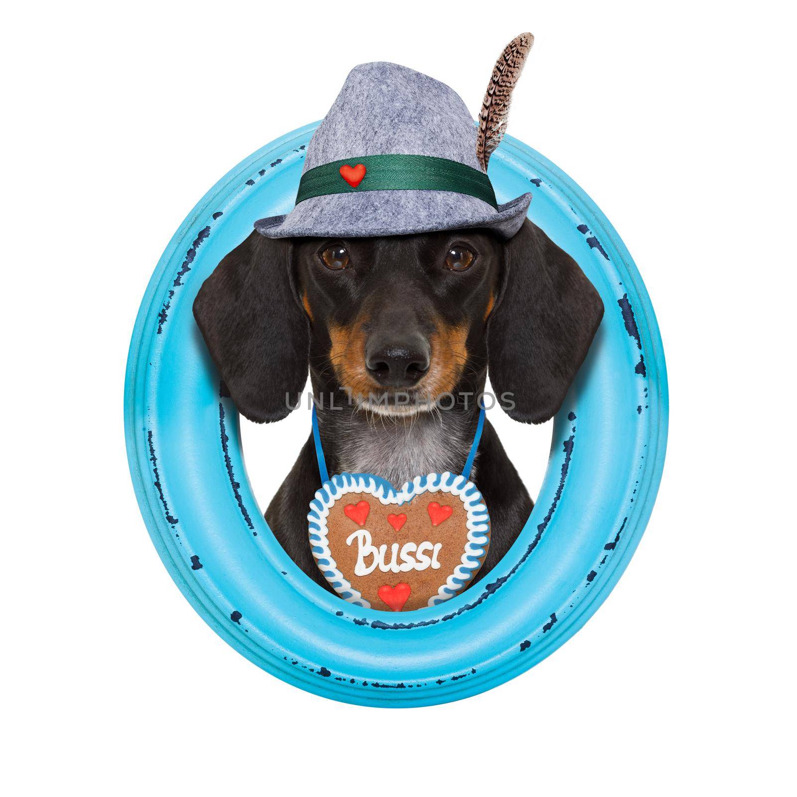 bavarian dachshund or sausage  dog with  gingerbread and beer mug, isolated on white background , ready for the beer celebration festival in munich,