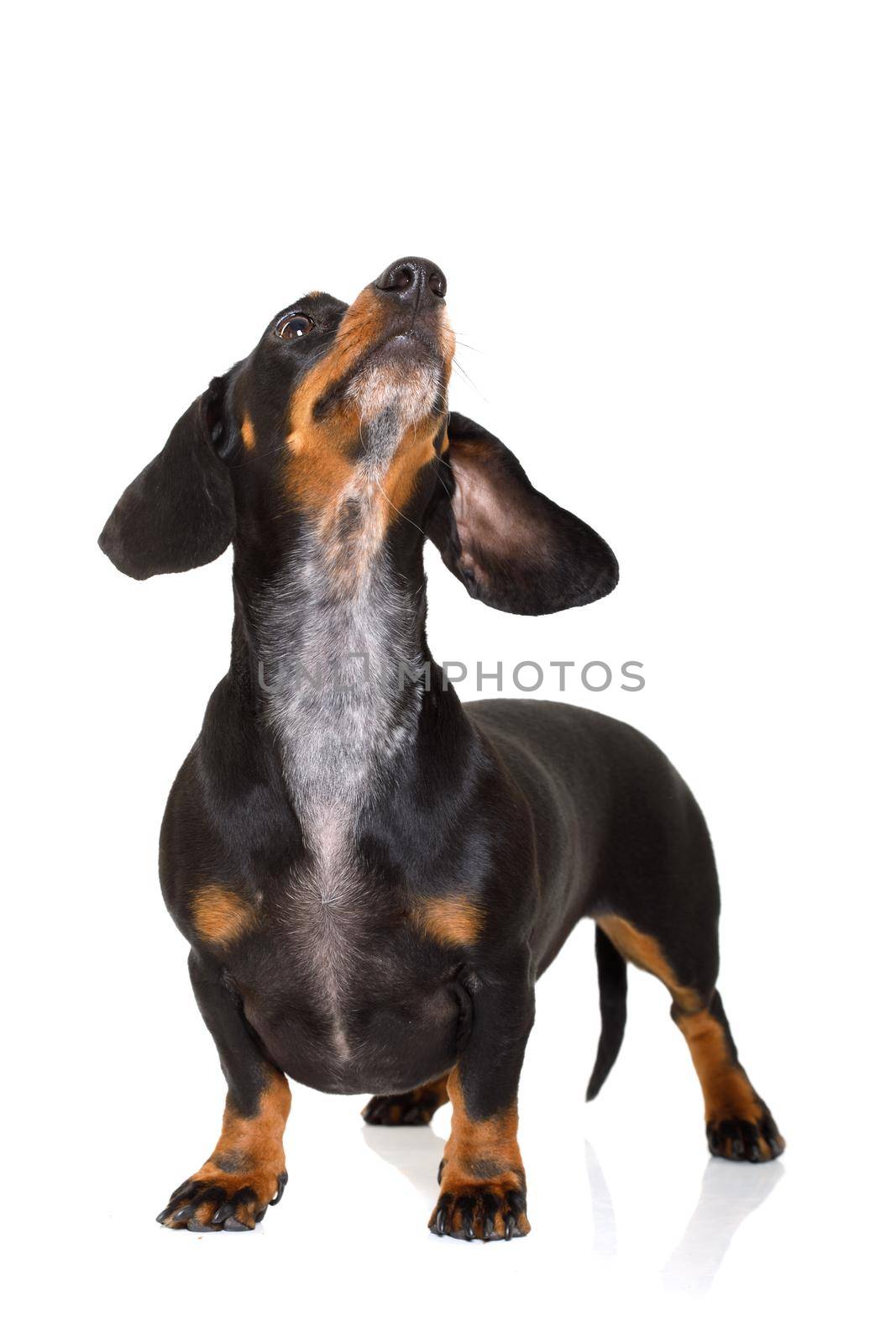 dachshund or sausage dog looking up by Brosch