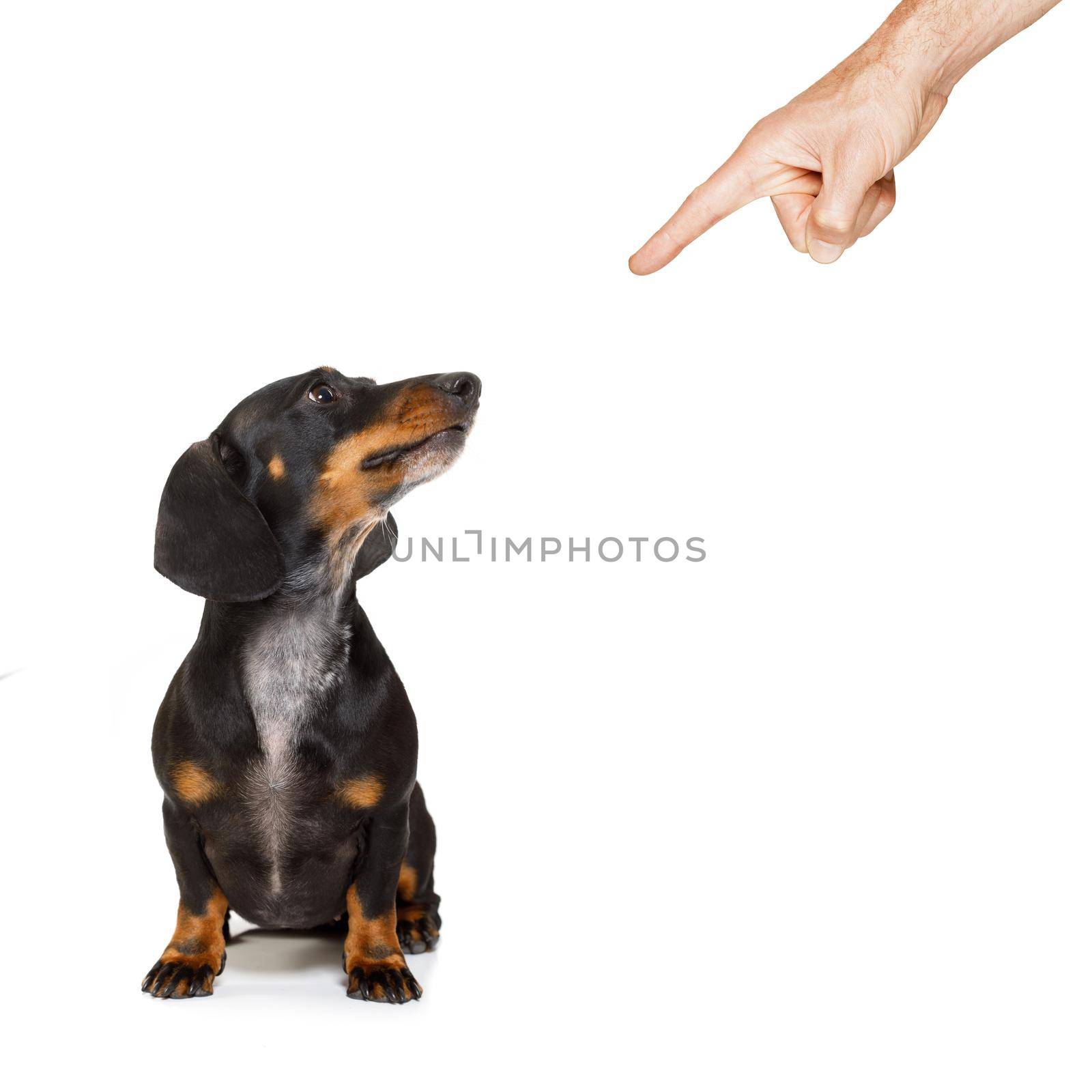dachshund or sausage dog being punished by owner for very bad behavior , with finger pointing at dog