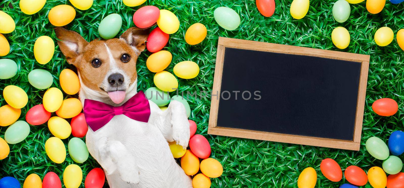 funny jack russell easter bunny  dog with eggs around on grass sticking out tongue with blackboard or banner