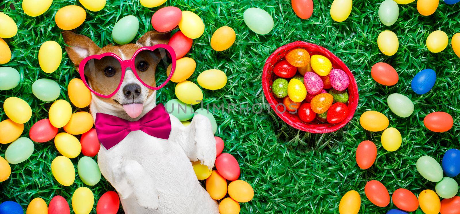 funny jack russell easter bunny  dog with eggs around on grass sticking out tongue  full basket to the side
