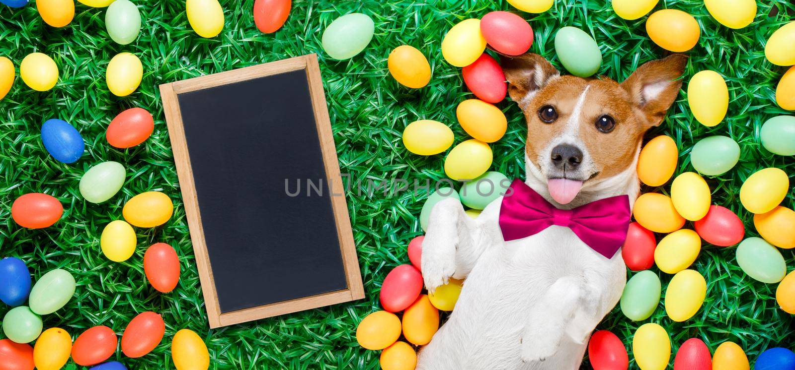 funny jack russell easter bunny  dog with eggs around on grass sticking out tongue with  empty  blackboard , banner or placard