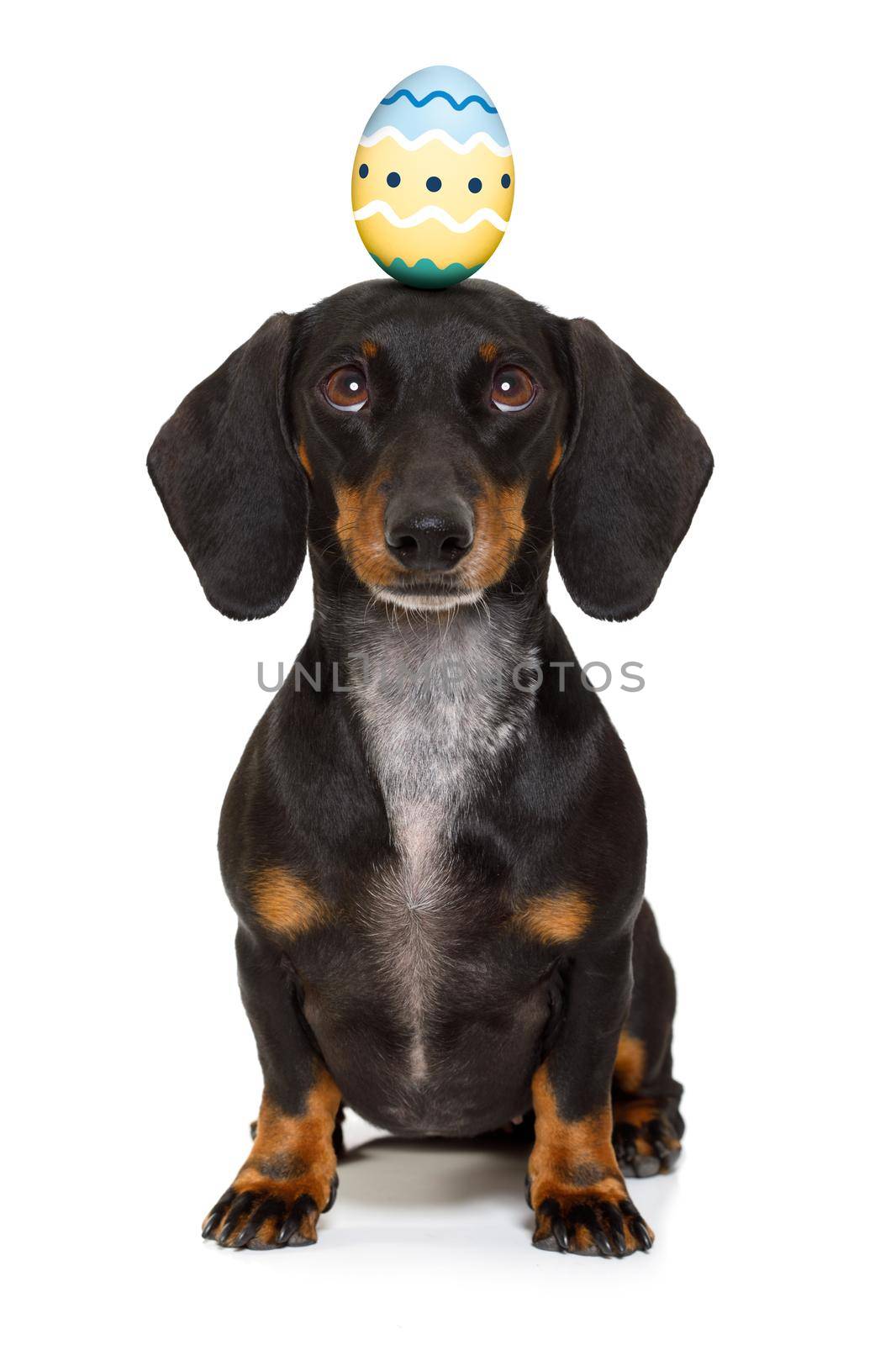 funny dachshund sausage dog easter bunny   with egg on head , looking up, isolated on white background