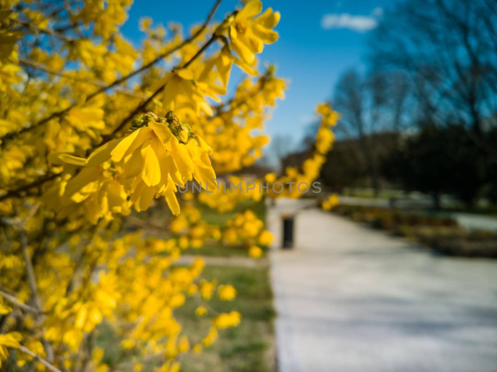 Small yellow leaves of bush near long path in park by Wierzchu