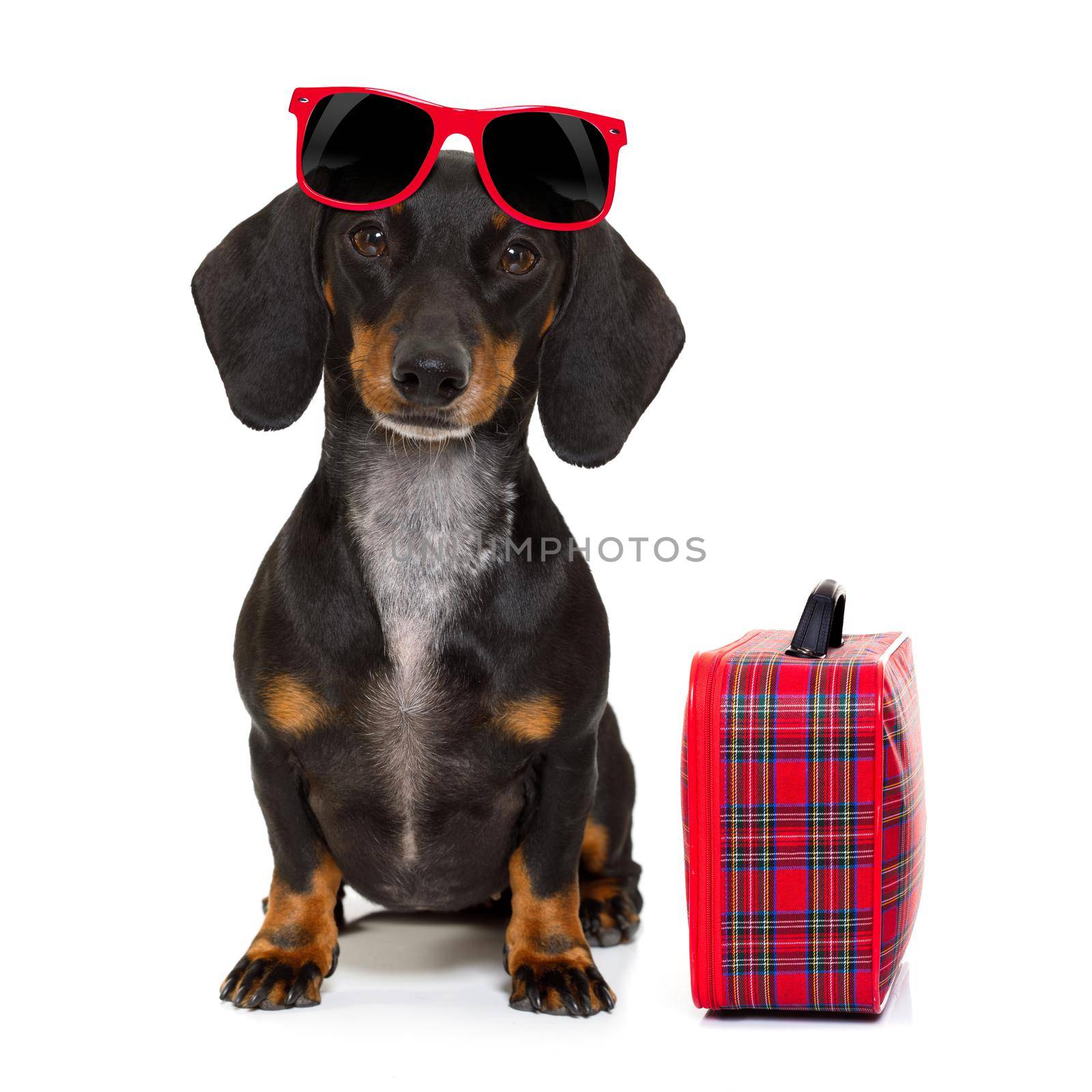 dachshund or sausage  dog on summer vacation holidays with sunglasses and bag or luggage , isolated on white background