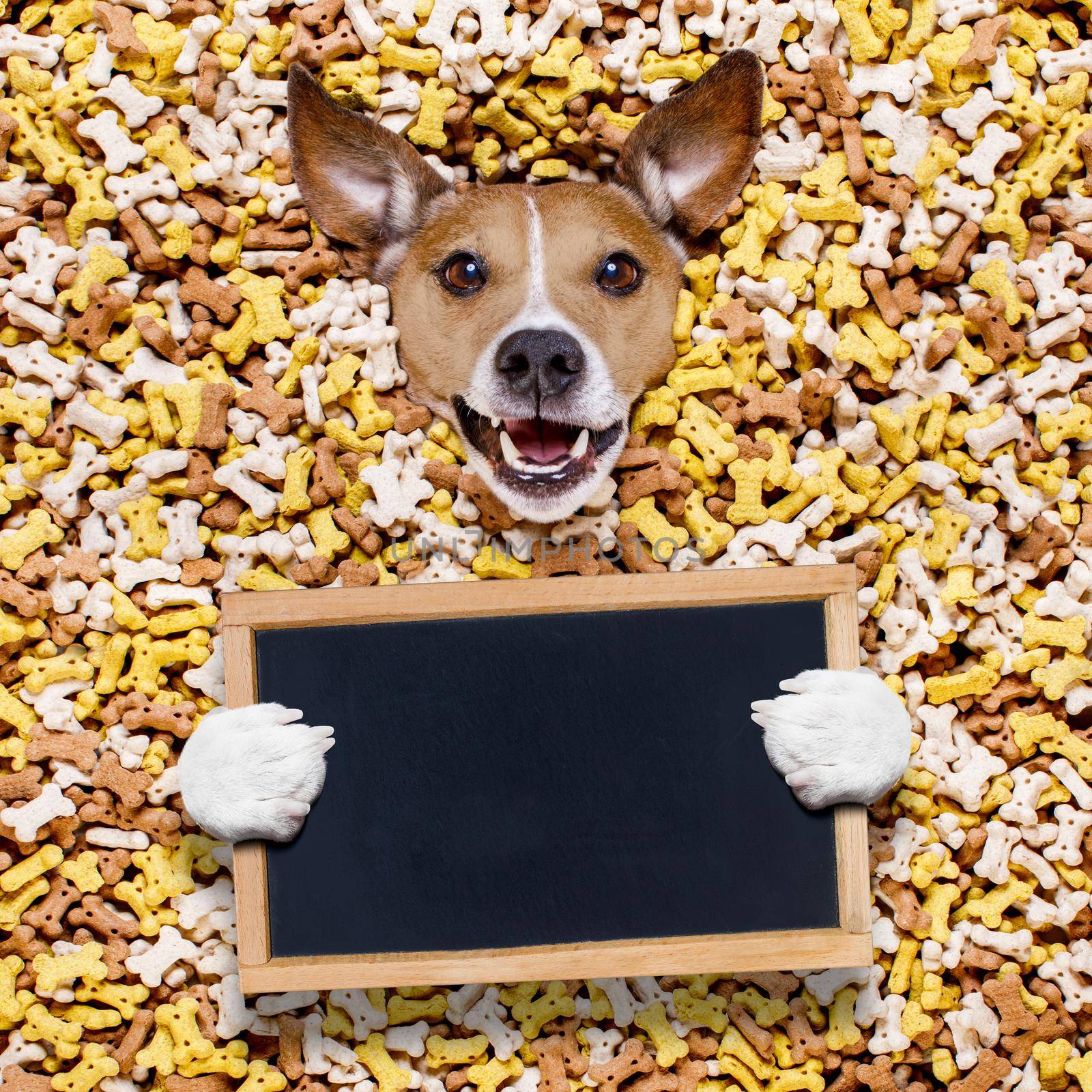 hungry jack russell dog inside a big mound or cluster of food , isolated on mountain of cookie bone  treats as background,with  a blank empty banner or placard blackboard