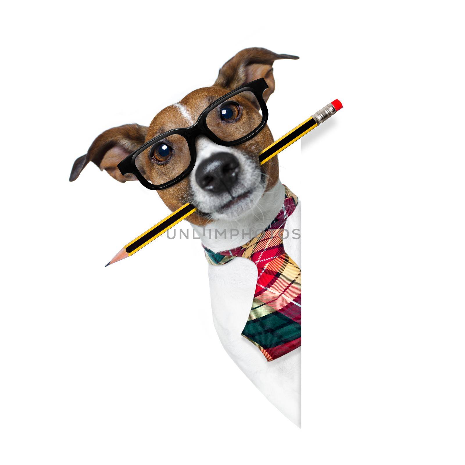 dog with pencil at the office by Brosch
