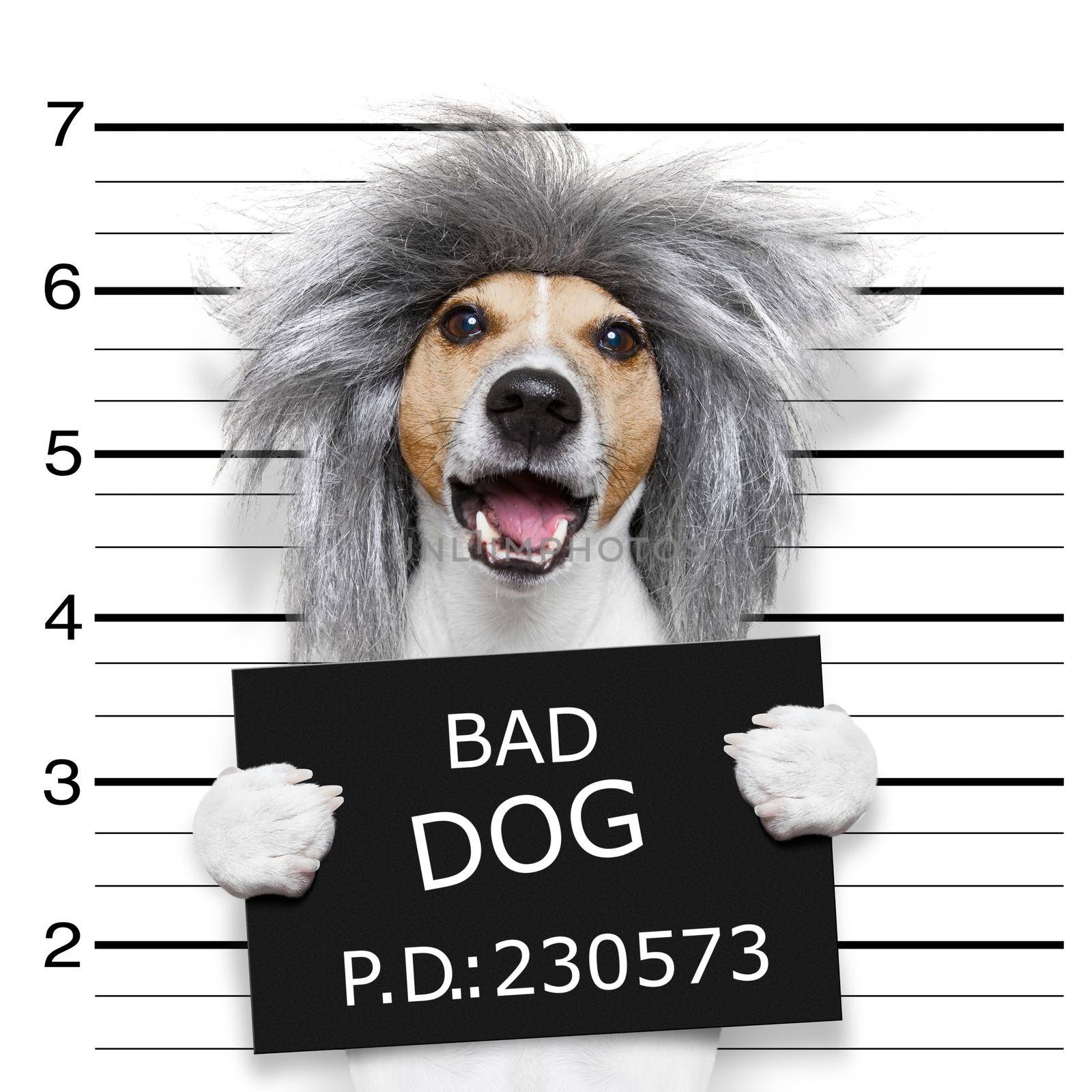 nerd crazy jack russell dog at the police station for a mugshot, as criminal or guilty , holding a prison banner