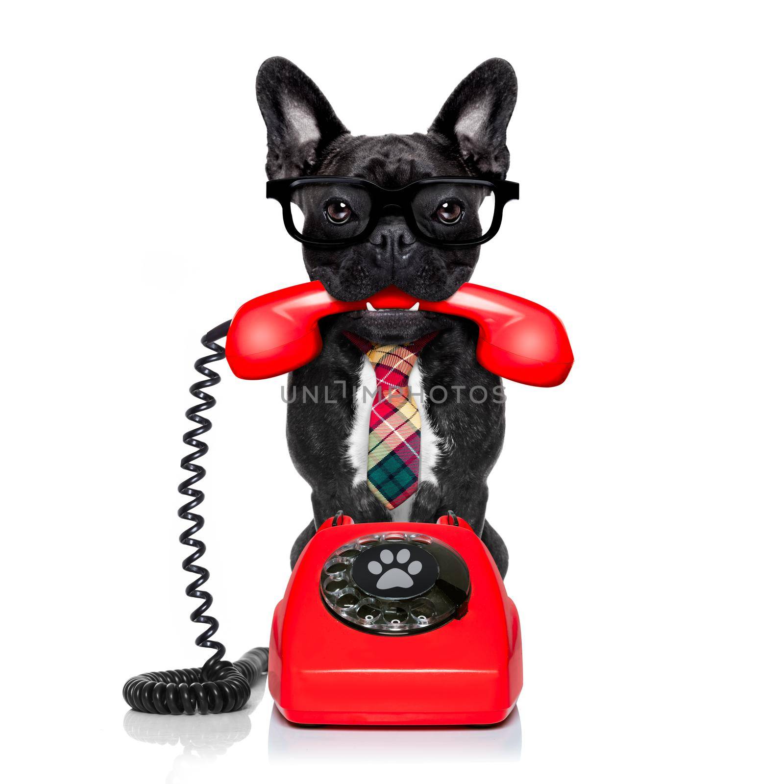 french bulldog dog with glasses as secretary or operator with  old  dial telephone or retro classic phone, isolated on white background