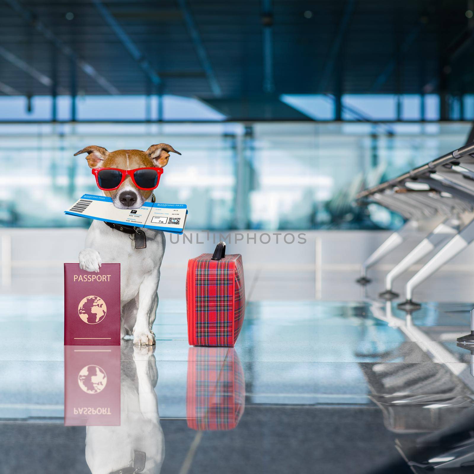 holiday vacation jack russell dog waiting in airport terminal ready to board the airplane or plane at the gate, luggage or bag to the side , flight ticket in mouth