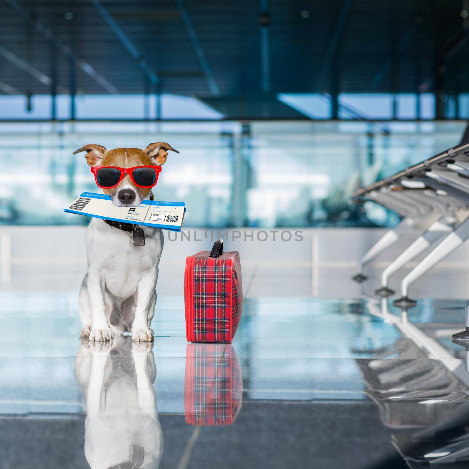 holiday vacation jack russell dog waiting in airport terminal ready to board the airplane or plane at the gate, luggage or bag to the side , flight ticket in mouth